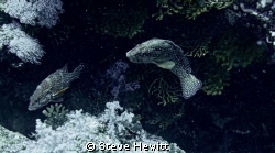 Taken off Daedalus Reef South Red Sea by Steve Hewitt 